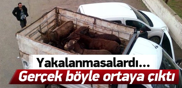 Eekleri kesmeye gtrrken yakalandlar!
