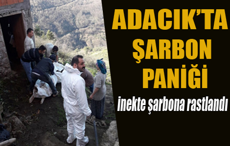 Adackta arbon Panii

