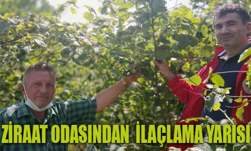 AKÇAABAT ZİRAAT ODASI FINDIK BAHÇELERİNDE BAKTERİYEL HASTALIKLAR İÇİN UYARIYOR !