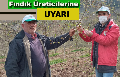Akçaabat Ziraat Odasından Fındıkta Kozalak Akarı İçin Uyarı Geldi