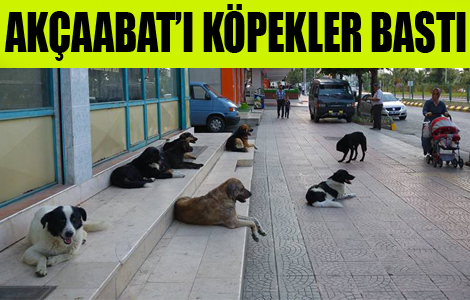 Akçaabat'ı Köpekler Bastı