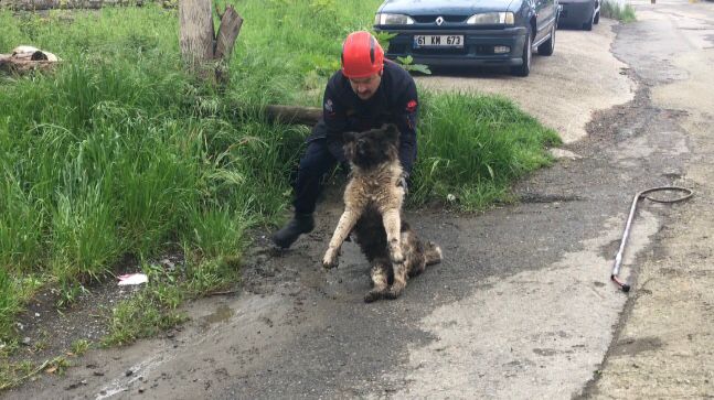 Akaabat'ta boruya skan kpek kurtarld!
