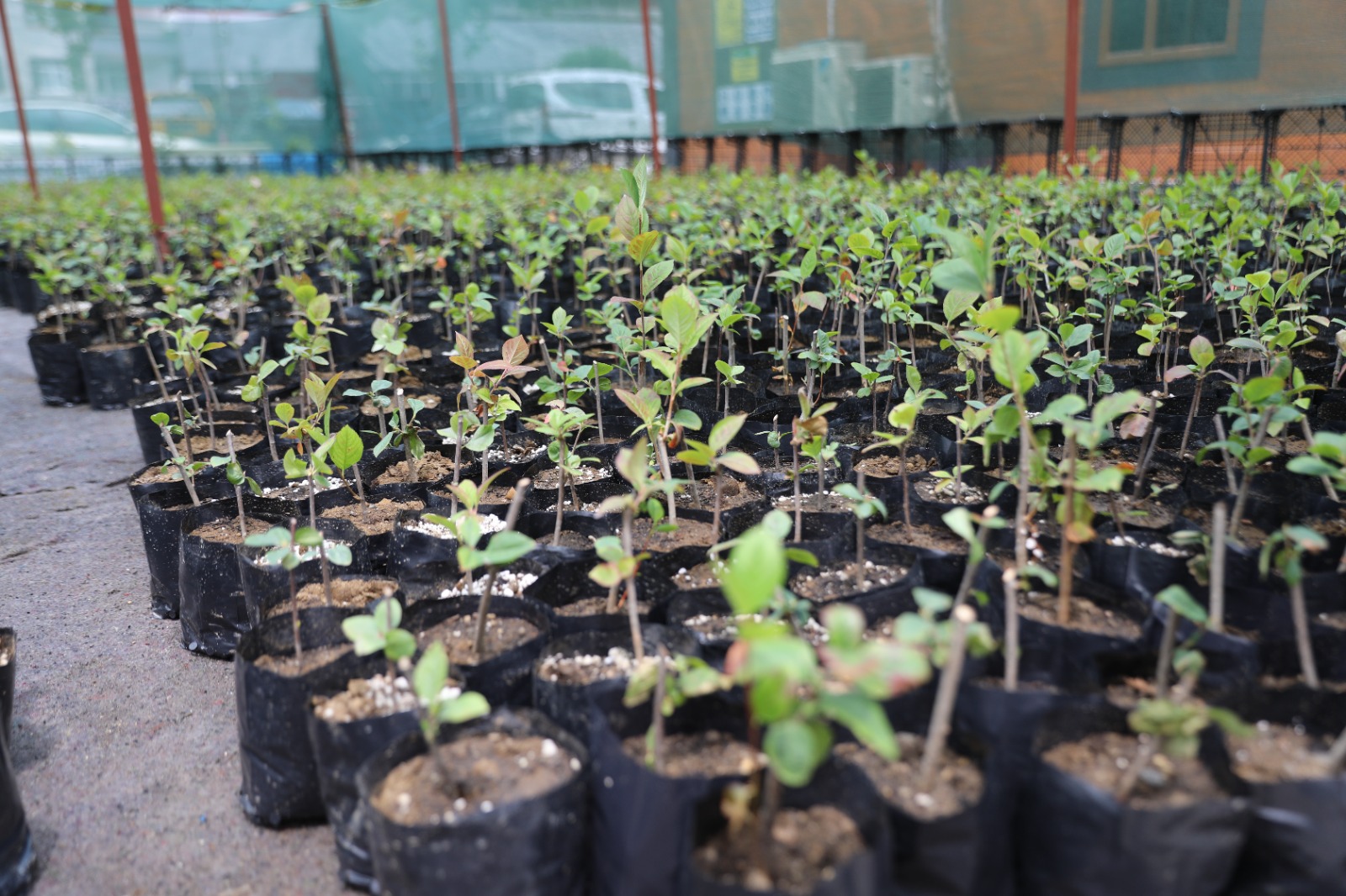 ARONYA FDELER AKAABATLI FTLERLE BULUACAK

