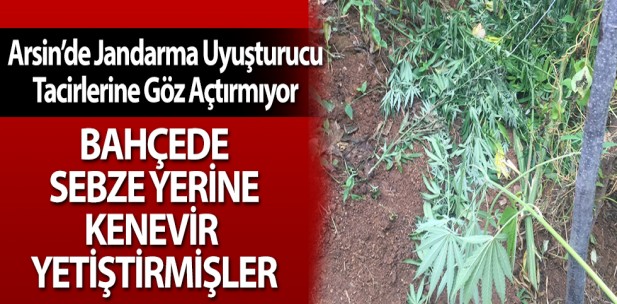 Arsinde Bahede Sebze Yerine Kenevir Yetitirmiler
