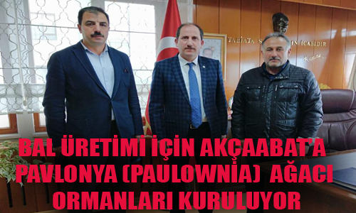 BAL ÜRETİMİ İÇİN AKÇAABAT’A PAVLONYA (PAULOWNİA) AĞACI ORMANLARI KURULUYOR