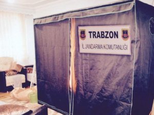 Bez Dolapta Kenevir Yetiştirdi.