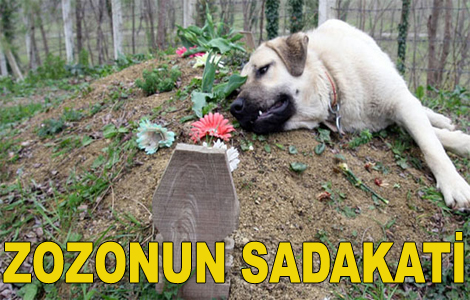 Bir yl nce len sahibini unutamyor!
