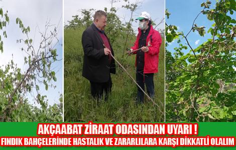 FINDIK BAHÇELERİNDE HASTALIK VE ZARARLILARA KARŞI DİKKATLİ OLALIM
