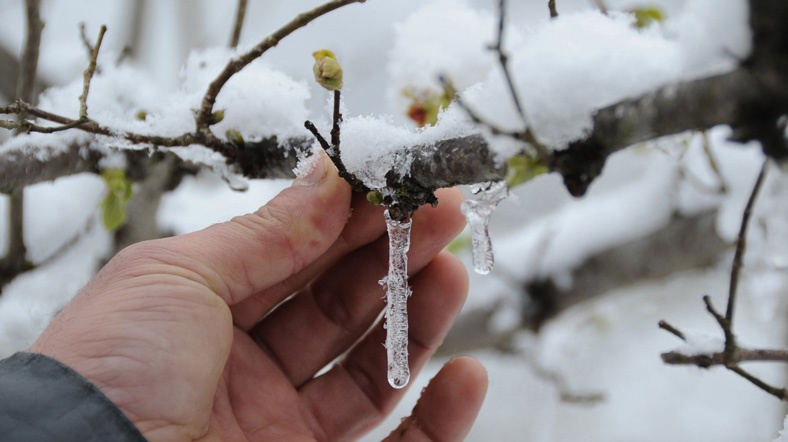 Fndk reticisi Endieli
