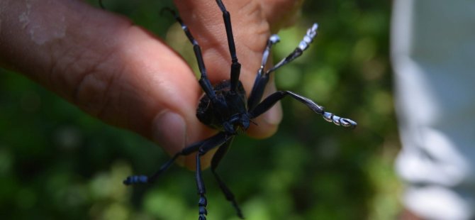 Fndk Drakulaya Yenildi

