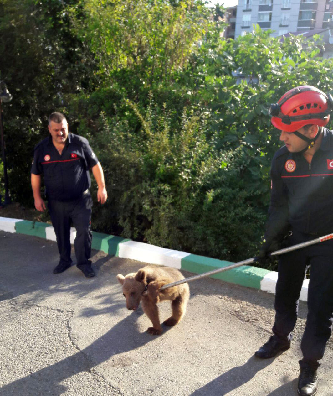 Firarı yavru ayı İtfaiyeciler tarafından yakalandı