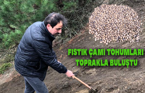 FISTIK AMI TOHUMLARI TOPRAKLA BULUTU

