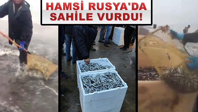 Hamsi Rusya'da sahile vurdu!
