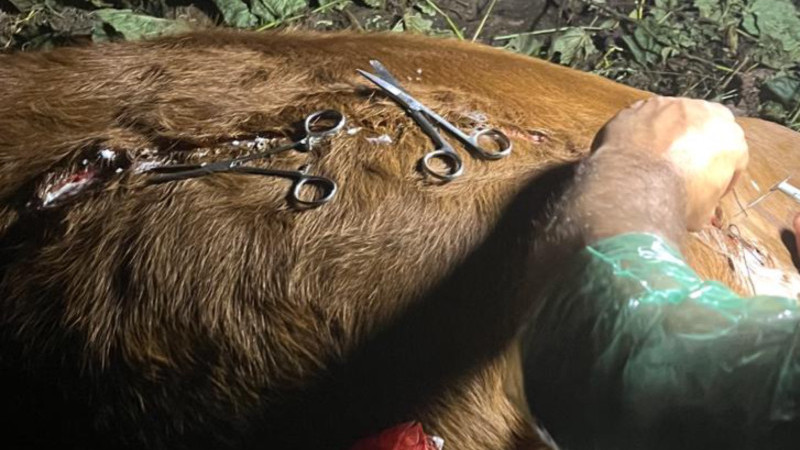 Kadırga Yaylası’nda İneğin Üzerinde Şüpheli Kesikler Bulundu