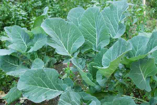 Kara Lahana kanser mi yapıyor?