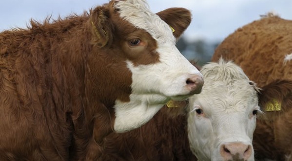 KURBANLIK FİYATLARI BELLİ OLDU!