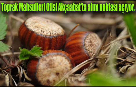 Toprak Mahsulleri Ofisi Akçaabat'ta alım noktası açıyor.