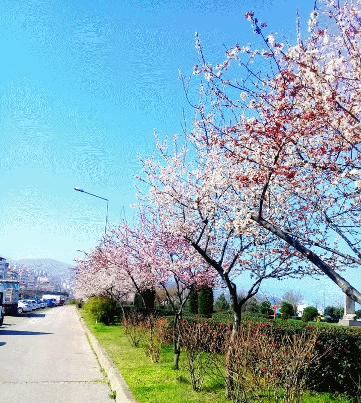 Trabzon çiçek bahçesi oldu


