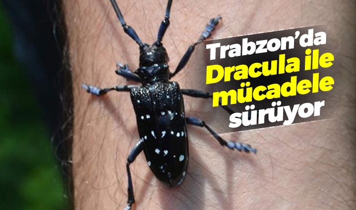 Trabzon'da Dracula ile mcadele sryor

