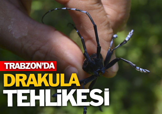 Trabzon'da Drakula tehlikesi sryor