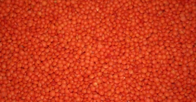 Trabzon'da GDO'lu mercimek alarmı