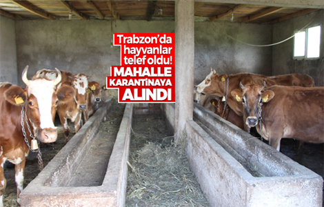 Trabzon'da hayvanlar telef oldu!