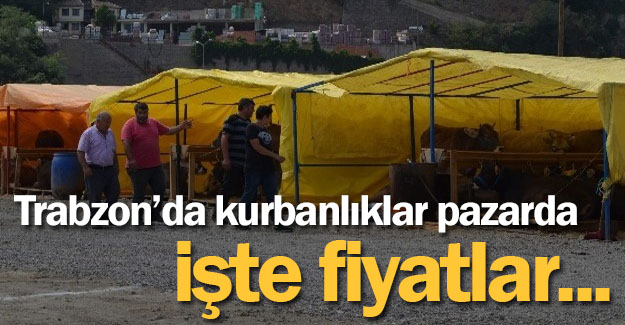 Trabzon'da kurbanlklar grcye kt. 