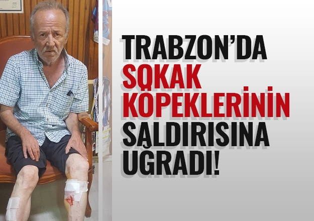 Trabzon'da sokak kpeklerinin saldrsna urad! 