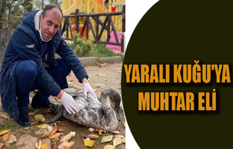 YARALI KUĞU'YA MUHTAR ELİ