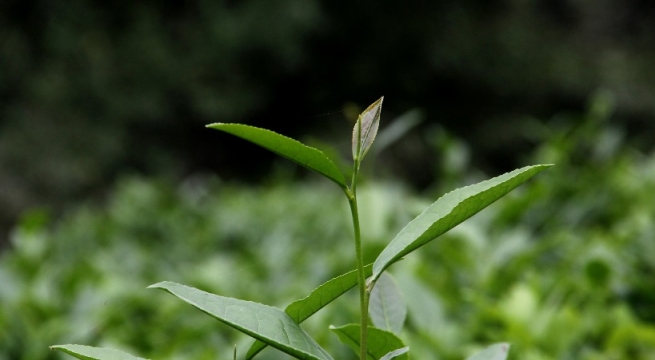 ‘Yaş Çay Bizim İşimiz’ projesi sonuçsuz kaldı..