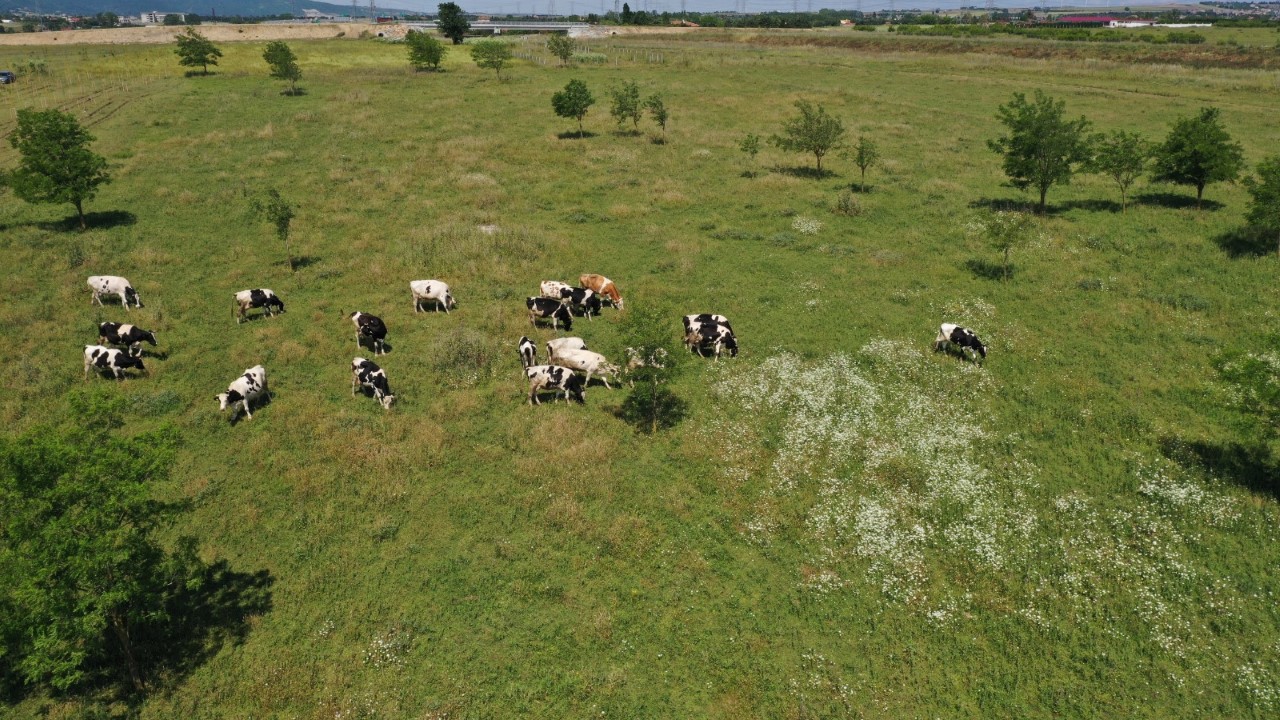 YEM DESTEĞİ İBB’DEN HALK SÜT ÜRETİCİDEN