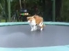 Trambolinci Kedi